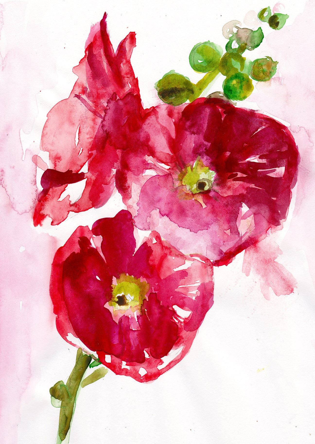 Hibiscus Art Print