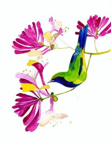 Honeysuckle Art Print