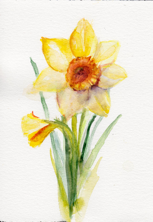 Daffodil - March Birth Flower Art Print