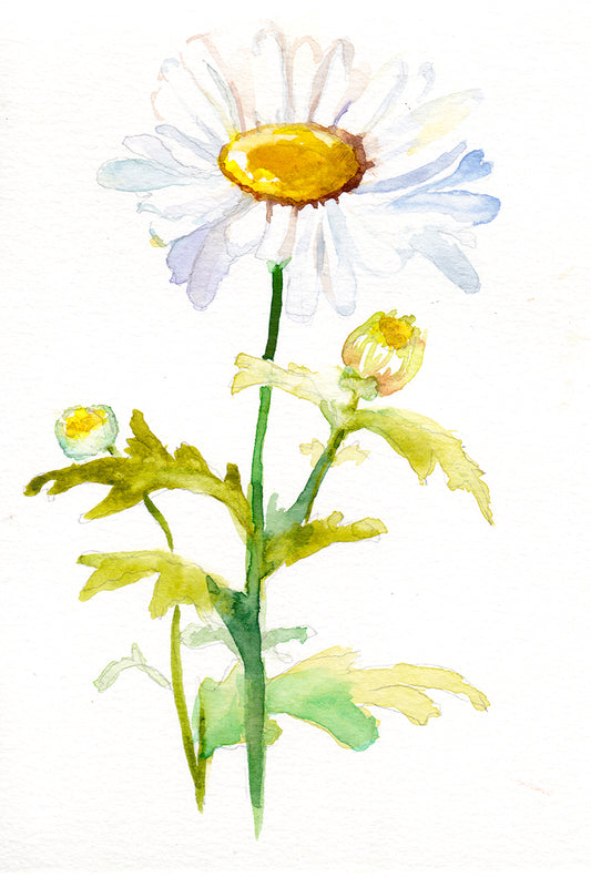 Daisy - April Birth Flower Art Print