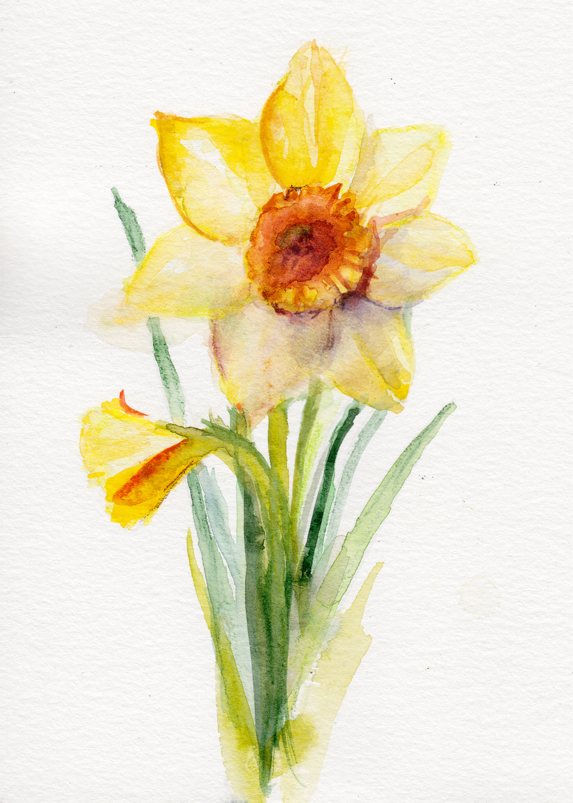 Daffodil - March Birth Flower Original Painting