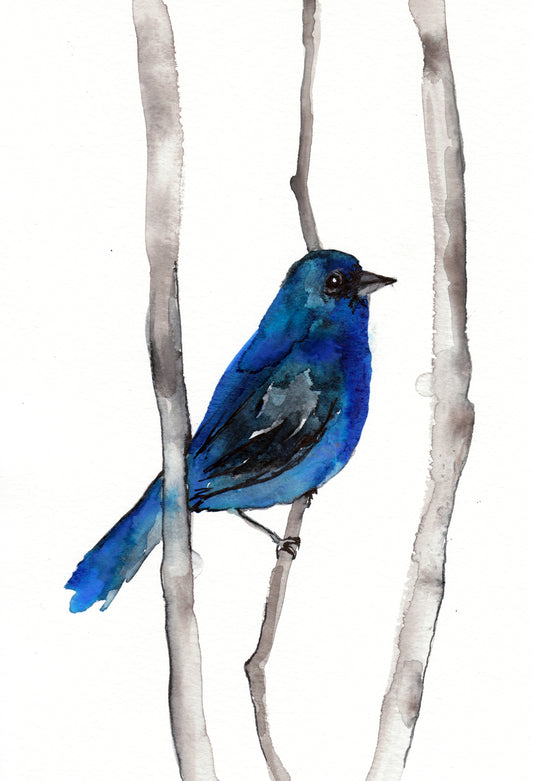 Indigo Bunting Art Print