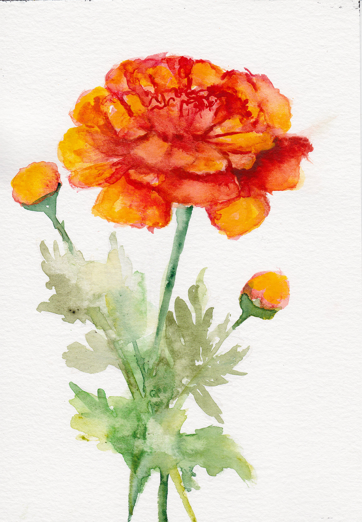 Marigold - October Birth Flower Original Painting