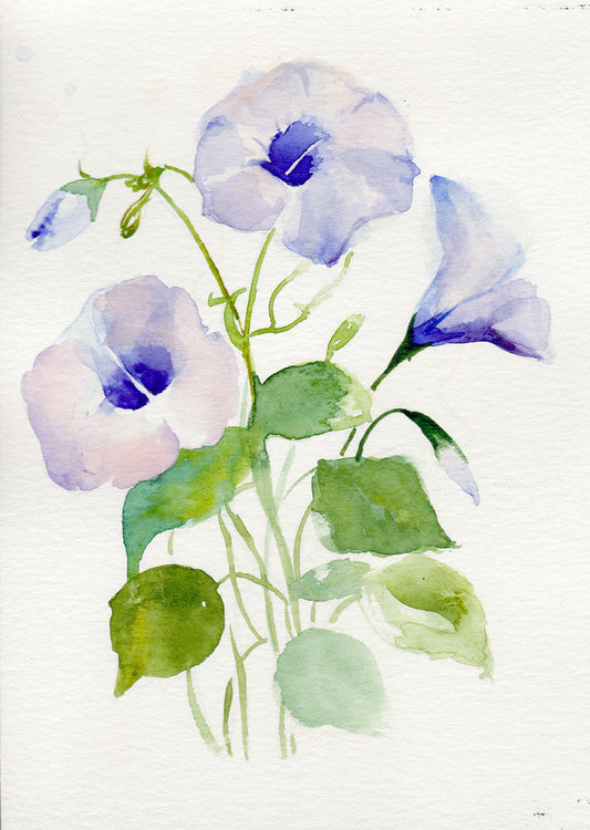 Vibrant Morning Glory September birth flower art print with delicate blue flowers on archival-quality paper and canvas options