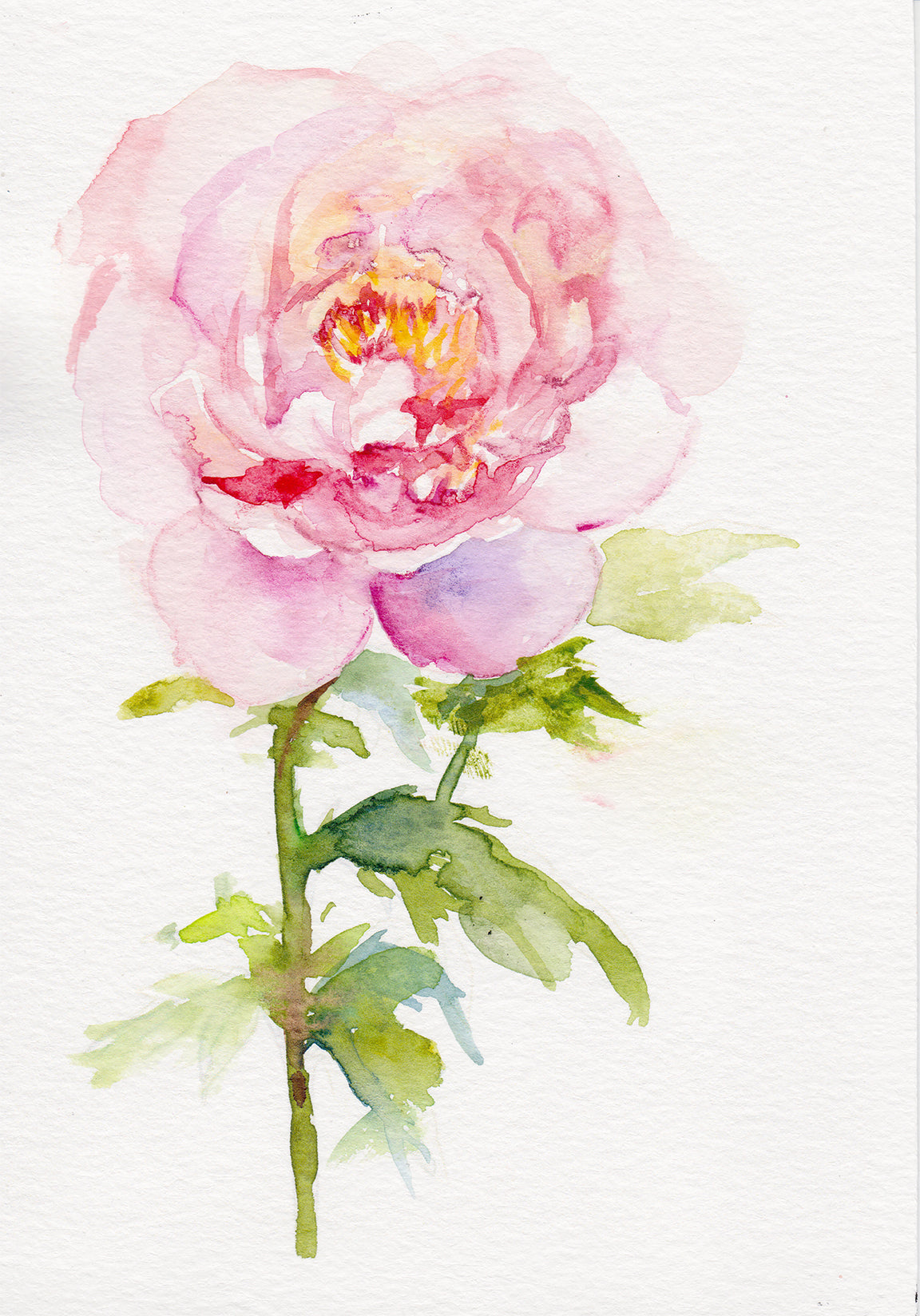 Peony - November Birth Flower Original Painting