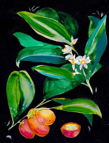 Kumquat Original Painting